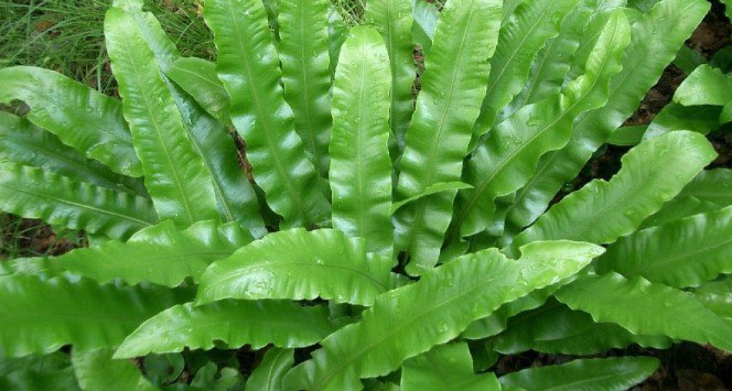 Бычий язык (Asplenium scolopendrium)