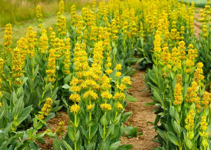 Горечавка желтая (Gentiana Iutea L.)