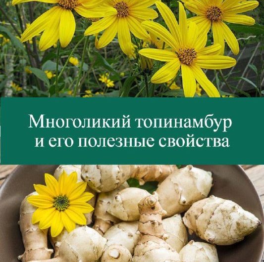 Топинамбур (лат. Helianthus tuberosus) — ещё его называют земляной