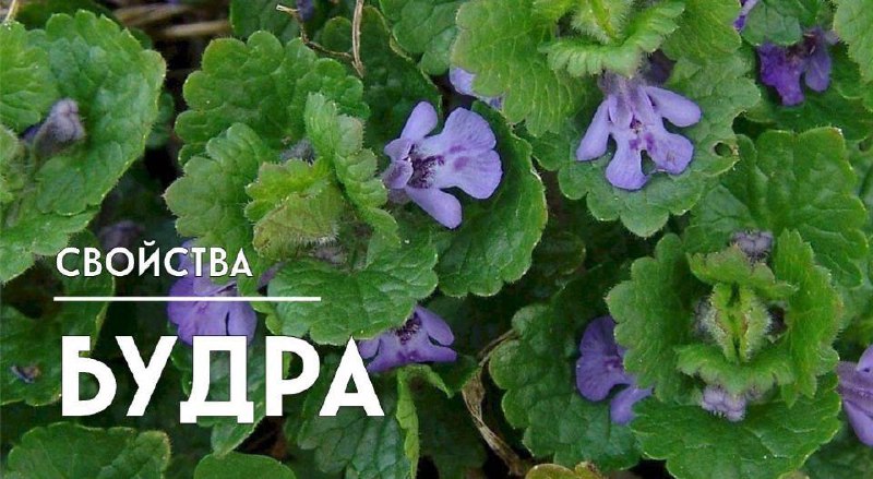 Собачья и кошачья мята, грудная, райская трава, расходник и